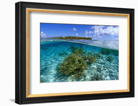 Split image of staghorn coral, Acropora sp., and uninhabited island, Ailuk atoll, Marshall Islands-Andre Seale-Framed Photographic Print