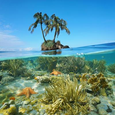 Split Image Over And Under Sea Surface An Islet With Two Coconut Trees Above And Corals Below Photographic Print Seaphotoart Art Com