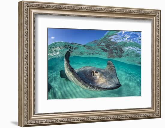 Split Level Image of a Southern Stingray (Dasyatis Americana) Swimming over a Sand Bar-Alex Mustard-Framed Photographic Print