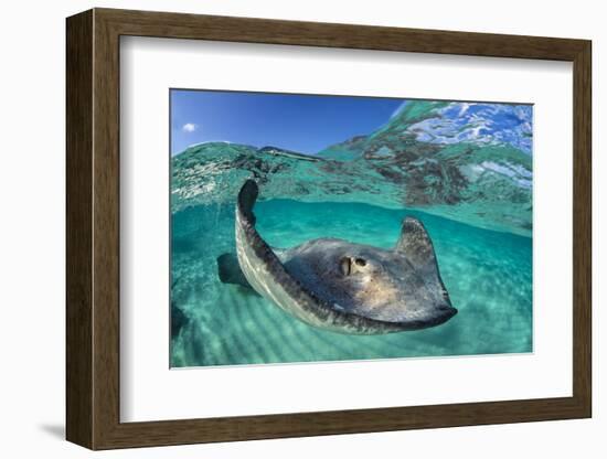 Split Level Image of a Southern Stingray (Dasyatis Americana) Swimming over a Sand Bar-Alex Mustard-Framed Photographic Print