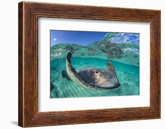 Split Level Image of a Southern Stingray (Dasyatis Americana) Swimming over a Sand Bar-Alex Mustard-Framed Photographic Print
