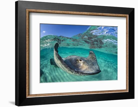 Split Level Image of a Southern Stingray (Dasyatis Americana) Swimming over a Sand Bar-Alex Mustard-Framed Photographic Print