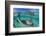 Split Level Image of a Southern Stingray (Dasyatis Americana) Swimming over a Sand Bar-Alex Mustard-Framed Photographic Print