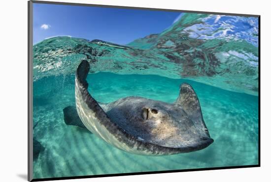 Split Level Image of a Southern Stingray (Dasyatis Americana) Swimming over a Sand Bar-Alex Mustard-Mounted Photographic Print