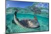 Split Level Image of a Southern Stingray (Dasyatis Americana) Swimming over a Sand Bar-Alex Mustard-Mounted Photographic Print