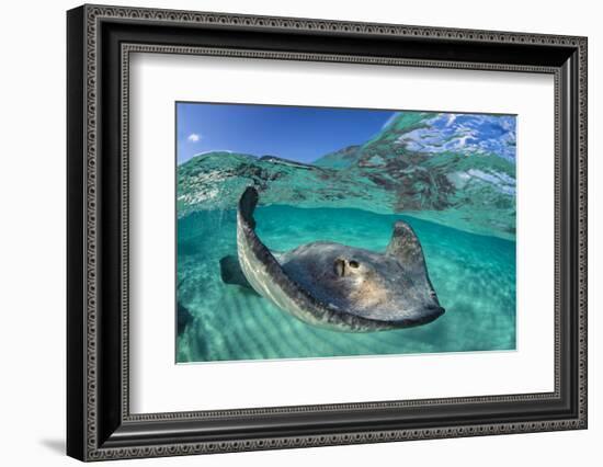 Split Level Image of a Southern Stingray (Dasyatis Americana) Swimming over a Sand Bar-Alex Mustard-Framed Photographic Print