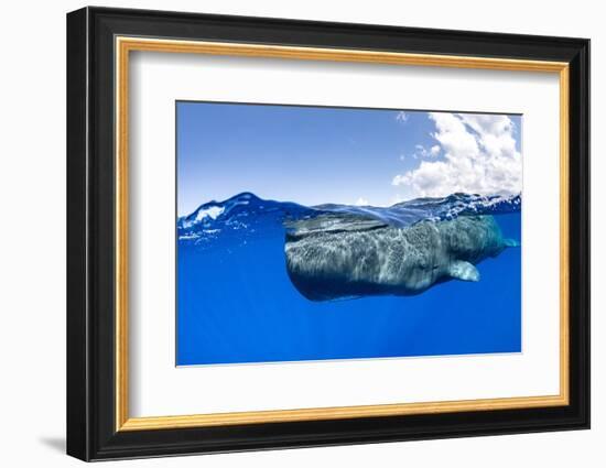 Split-level of a Sperm whale swimming close to the surface-Franco Banfi-Framed Photographic Print