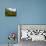 Split Level View of An American Alligator, Florida Everglades-Stocktrek Images-Photographic Print displayed on a wall