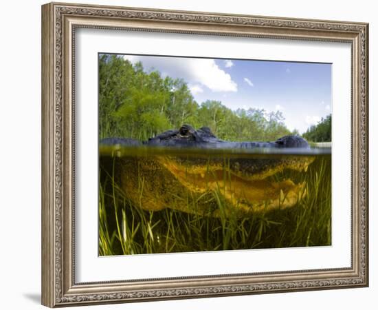 Split Level View of An American Alligator, Florida Everglades-Stocktrek Images-Framed Photographic Print