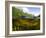 Split Level View of An American Alligator, Florida Everglades-Stocktrek Images-Framed Photographic Print