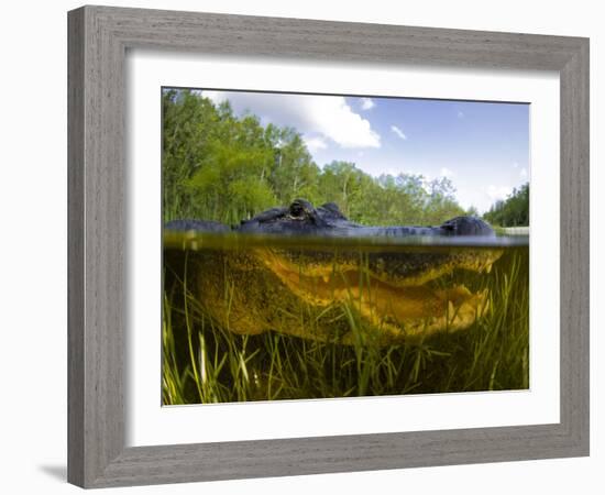Split Level View of An American Alligator, Florida Everglades-Stocktrek Images-Framed Photographic Print