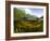 Split Level View of An American Alligator, Florida Everglades-Stocktrek Images-Framed Photographic Print