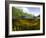 Split Level View of An American Alligator, Florida Everglades-Stocktrek Images-Framed Photographic Print