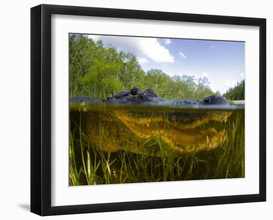 Split Level View of An American Alligator, Florida Everglades-Stocktrek Images-Framed Photographic Print