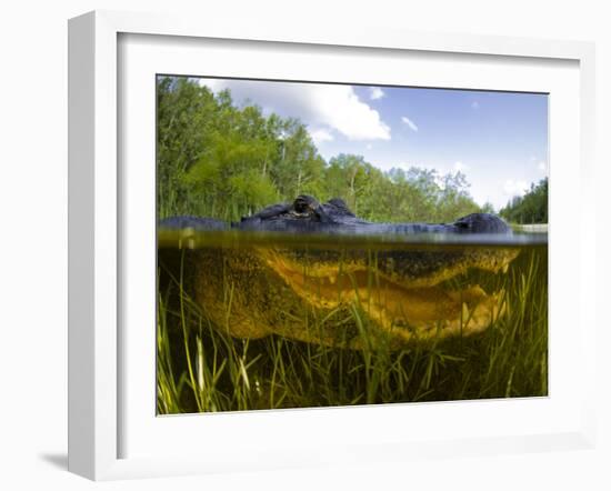 Split Level View of An American Alligator, Florida Everglades-Stocktrek Images-Framed Photographic Print