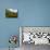 Split Level View of An American Alligator, Florida Everglades-Stocktrek Images-Mounted Photographic Print displayed on a wall