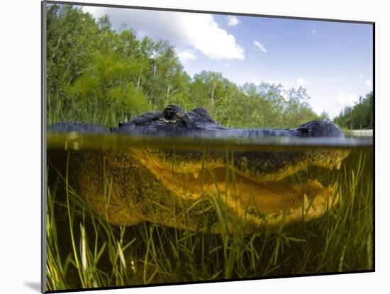 Split Level View of An American Alligator, Florida Everglades-Stocktrek Images-Mounted Photographic Print