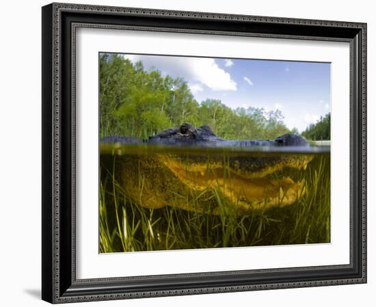 Split Level View of An American Alligator, Florida Everglades-Stocktrek Images-Framed Photographic Print