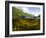 Split Level View of An American Alligator, Florida Everglades-Stocktrek Images-Framed Photographic Print