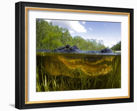 Split Level View of An American Alligator, Florida Everglades-Stocktrek Images-Framed Photographic Print