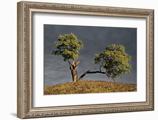 Split Oak-David Winston-Framed Giclee Print