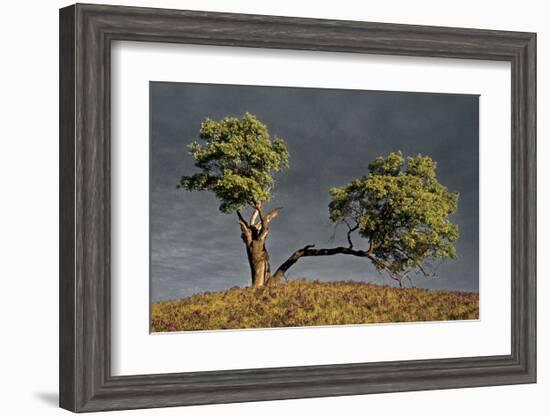 Split Oak-David Winston-Framed Giclee Print