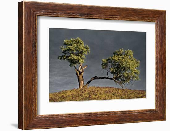 Split Oak-David Winston-Framed Giclee Print