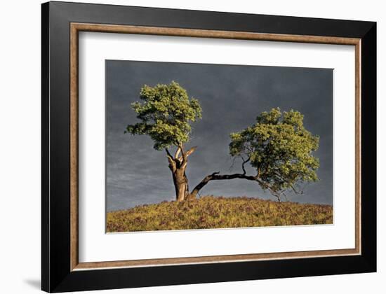 Split Oak-David Winston-Framed Giclee Print