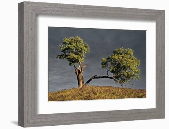 Split Oak-David Winston-Framed Giclee Print