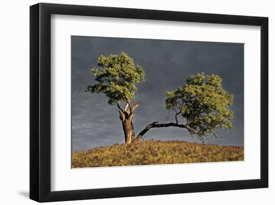 Split Oak-David Winston-Framed Giclee Print