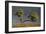 Split Oak-David Winston-Framed Giclee Print