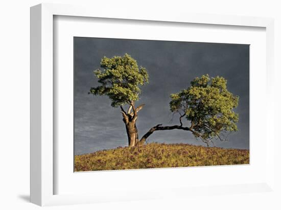 Split Oak-David Winston-Framed Giclee Print