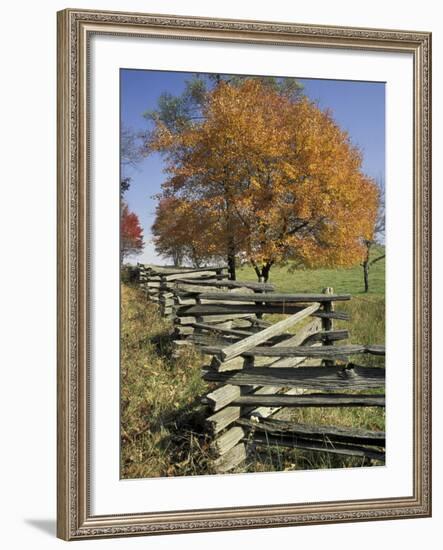 Split Rail Fence and Tree, Hensley Settlement, Cumberland Gap National Historic Park, Kentucky, USA-Adam Jones-Framed Photographic Print