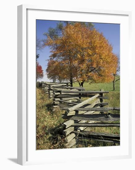 Split Rail Fence and Tree, Hensley Settlement, Cumberland Gap National Historic Park, Kentucky, USA-Adam Jones-Framed Photographic Print