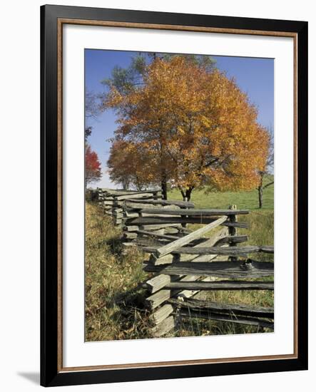 Split Rail Fence and Tree, Hensley Settlement, Cumberland Gap National Historic Park, Kentucky, USA-Adam Jones-Framed Photographic Print