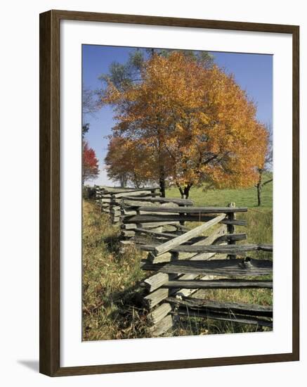 Split Rail Fence and Tree, Hensley Settlement, Cumberland Gap National Historic Park, Kentucky, USA-Adam Jones-Framed Photographic Print