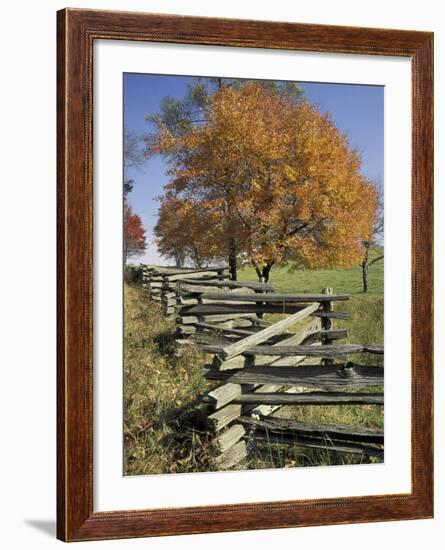 Split Rail Fence and Tree, Hensley Settlement, Cumberland Gap National Historic Park, Kentucky, USA-Adam Jones-Framed Photographic Print