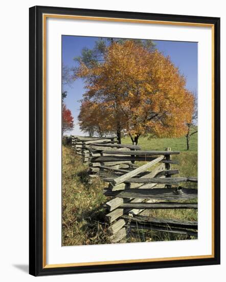 Split Rail Fence and Tree, Hensley Settlement, Cumberland Gap National Historic Park, Kentucky, USA-Adam Jones-Framed Photographic Print