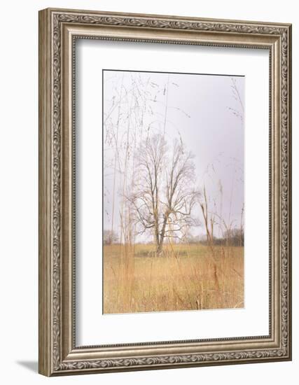 Split Tree in Field-null-Framed Photographic Print