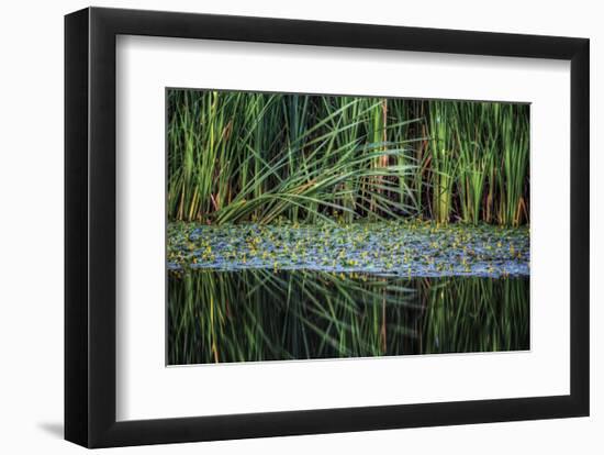 Splitting Reeds-Bob Larson-Framed Art Print