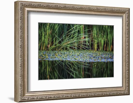 Splitting Reeds-Bob Larson-Framed Art Print