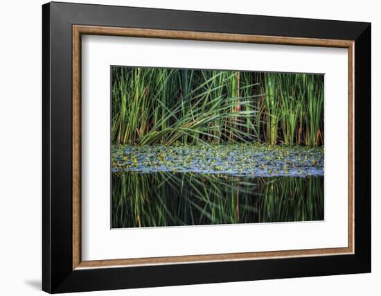 Splitting Reeds-Bob Larson-Framed Art Print