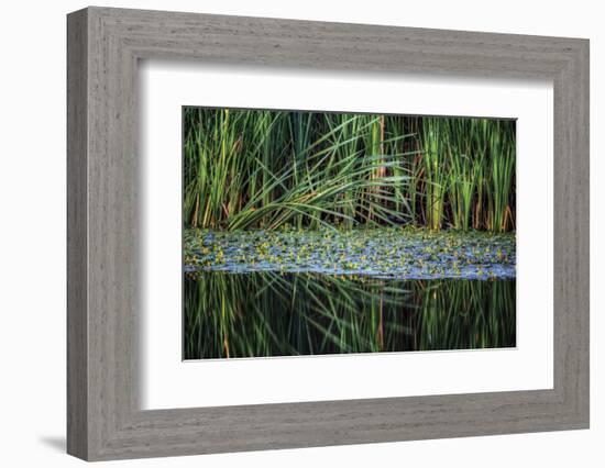 Splitting Reeds-Bob Larson-Framed Art Print