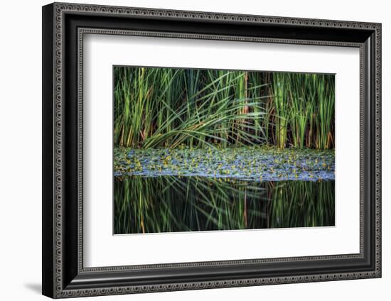 Splitting Reeds-Bob Larson-Framed Art Print