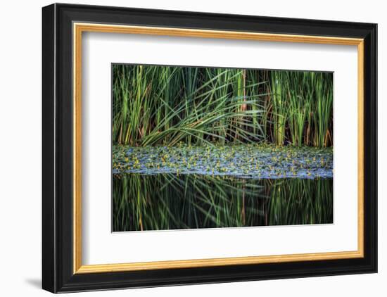 Splitting Reeds-Bob Larson-Framed Art Print