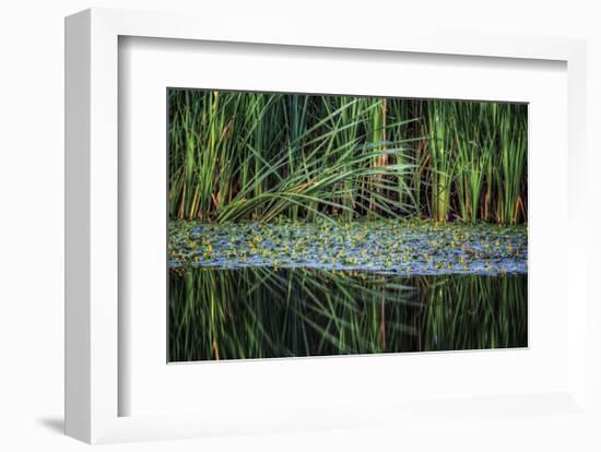 Splitting Reeds-Bob Larson-Framed Art Print
