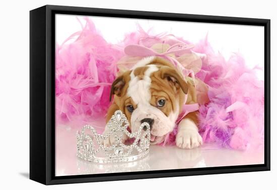Spoiled Dog - English Bulldog Puppy Chewing On Tiara Surrounded By Pink Feathers-Willee Cole-Framed Premier Image Canvas