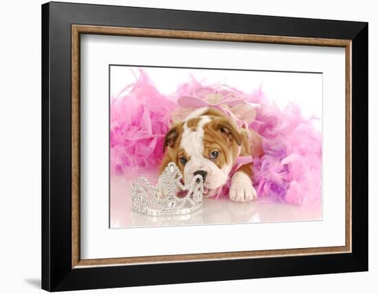 Spoiled Dog - English Bulldog Puppy Chewing On Tiara Surrounded By Pink Feathers-Willee Cole-Framed Photographic Print