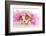 Spoiled Dog - English Bulldog Puppy Chewing On Tiara Surrounded By Pink Feathers-Willee Cole-Framed Photographic Print