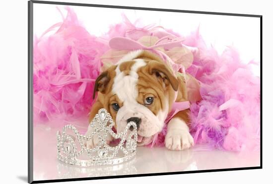 Spoiled Dog - English Bulldog Puppy Chewing On Tiara Surrounded By Pink Feathers-Willee Cole-Mounted Photographic Print